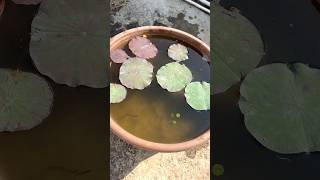 Let’s grow lotus seeds with me lotus gardening fish youtubeshorts shorts love repotting [upl. by Acile]