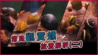 【水寵系列EP3】魚缸要怎麼除藻超好用食藻螺大解析2 蜜蜂角螺｜笠螺｜彩蛋螺｜斑馬螺｜黑金鋼螺｜水族日常｜ 我只是個養蝦的 [upl. by Bellina]