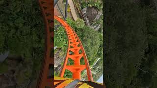 Conquering Tigris at Busch Gardens 🐯 🌾 rollercoaster amusementpark themepark buschgardens [upl. by Enomes706]