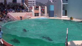 【 HD 】 須磨海浜水族園 ～ イルカショー 20090429 ～ [upl. by Ilse]