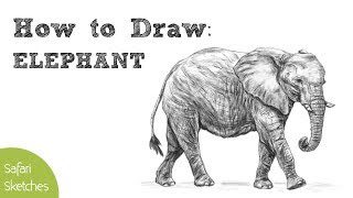 How to Draw an Elephant  Realistic Step by Step [upl. by Peale]