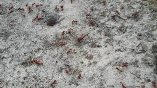 EPIC ANT BATTLE RED ANTS VS FIRE ANTS [upl. by Marcela445]