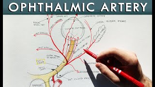 Ophthalmic artery and its branches  Anatomy tutorial [upl. by Yreffoeg]