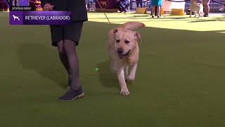 Retrievers Labrador  Breed Judging 2024 [upl. by Raman]