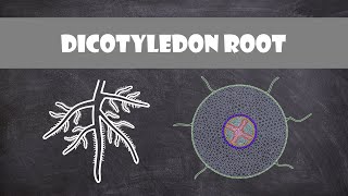 Dicotyledon Root Structure  Plant Biology [upl. by Dde488]