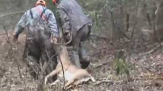 Deer Hunting Dogs  Hunting With Dogs [upl. by Notle]