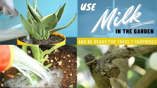 Use Milk In The Garden And Be Ready For These 8 Surprises  Milk Uses [upl. by Hayidan]