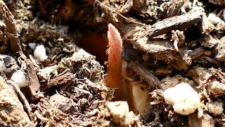 Growing Avocado Trees from Seeds Days 045 [upl. by Elocn]