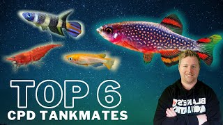 Top 6 Tankmates for Celestial Pearl Danios  Galaxy Rasboras [upl. by Hooker682]