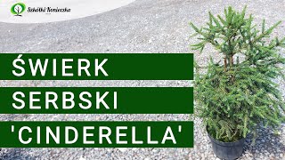 Świerk Serbski Cinderella  Picea omorika  Iglaki na Skalniaki na Klomby i do Donic [upl. by Darreg689]