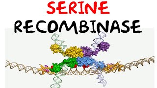 Serine recombinase [upl. by Koziara]