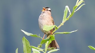 White Crowned Sparrow Singing [upl. by Celesta113]