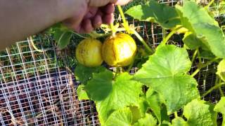 Growing Cucumbers Vertically Compared to on the Ground [upl. by Hardin]