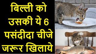 बिल्ली को क्या खिलाये और क्या नहीं  billi ko kya khilaye [upl. by Eelrebma937]