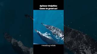 Playful SPINNER DOLPHINS Come Over to Greet Us dolphins [upl. by Lachus204]