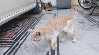 Cat Leg injury treatment at home [upl. by Evod]