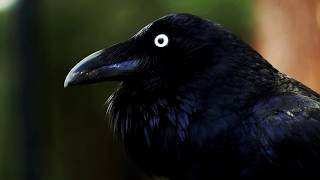 Australian raven calling Corvus coronoides [upl. by Bent]