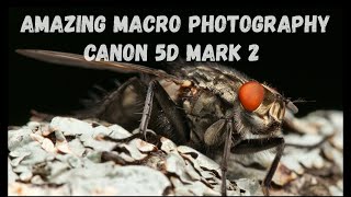 Macro Photography with Canon 5d mark ii sample images [upl. by Sclar14]