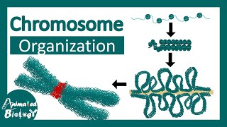 Chromosome structure  Chromatin organization  3D chromatin  levels of organization in chromosomes [upl. by Etnor]