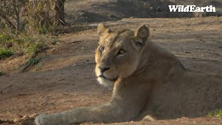 WildEarth  Sunrise Safari  21 September 2023 [upl. by Thessa32]