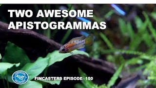 Two Awesome Apistogramma Species Macmasteri and Hongsloi Fincasters Episode 150 [upl. by Hennessy]