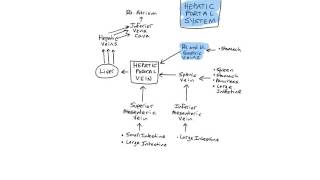 Hepatic Portal System [upl. by Ticknor436]