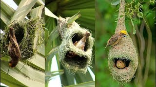 Amazing tailor bird sewing its nest and laying eggs  Tailor Bird Making Nest  Very close view [upl. by Hildegaard]