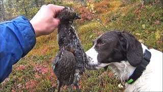 SKOGSFÅGELJAKT med Stående fågelhund 2019 Two Hunters [upl. by Erotavlas955]