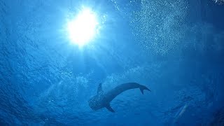 The Apex of Diving in the Philippines Tubbataha Reefs Natural Park and UNESCO World Heritage Site [upl. by Yentirb]