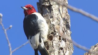 Redheaded Woodpecker [upl. by Pontone926]