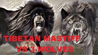 Tibetan Mastiff vs Himalayan Wolf  Dog Vs Wolf [upl. by Weider36]