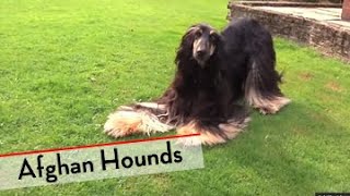 Afghan Hound  Bests of Breed [upl. by Seebeck]