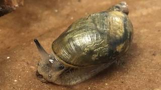 NY Upstate Outdoors Saving the endangered Chittenango Ovate Amber Snail [upl. by Oab]