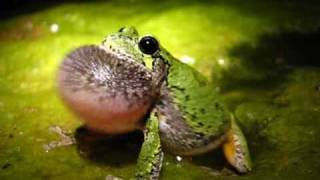 GrayGrey treefrog Hyla versicolor calling Video [upl. by Okemak]