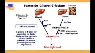 HD  Síntese dos triacilglicerois no fígado e no tecido adiposo [upl. by Jacqui]