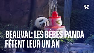 Les jumelles panda du Zoo de Beauval Huanlili et Yuandudu fêtent leur premier anniversaire [upl. by Ikim874]