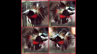 OOAK Betta Fish BLACK RATTLESNAKE RED INNER Dragon HALFMOON Male T75 [upl. by Anahsak362]