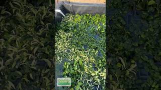 Anubias on Anubias on Anubias [upl. by Seaddon388]