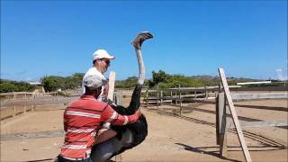 Curacao Ostrich Ride 2016 [upl. by Killy]