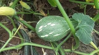 Culture du macabo plantain taro au Cameroun [upl. by Macmillan890]