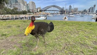 Australian Brushturkey [upl. by Link]