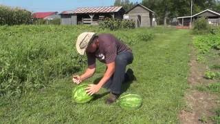 How Do You Know When Watermelons Are Ripe [upl. by Lannie]