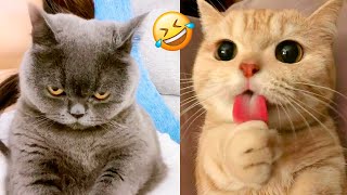 13 Minutes of Funny Cats and Kittens  Funny Cat Videos  Funniest Animals [upl. by Thirza]