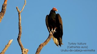 TURKEY VULTURE CATHARTES AURA URUBUDECABEÇAVERMELHA URUBUREAL URUBUCAÇADOR Necrófagos [upl. by Morita]