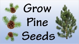 How To Grow Pine Tree From Seeds [upl. by Llenrev]