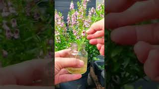 Grow new Angelonia plants easily garden shorts flowers [upl. by Arannahs950]