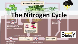 Nitrogen Cycle updated [upl. by Tiemroth170]