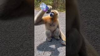 Gibbon Is Thirsty🥹 gibbons gibbon monkeys [upl. by Ecinaj]