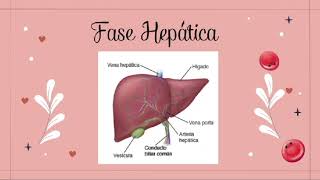 FASES DE LA HEMATOPOYESIS [upl. by Naicad]