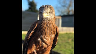 Buzzards vs Kites Whats the difference  Fens Falconry [upl. by Denys306]